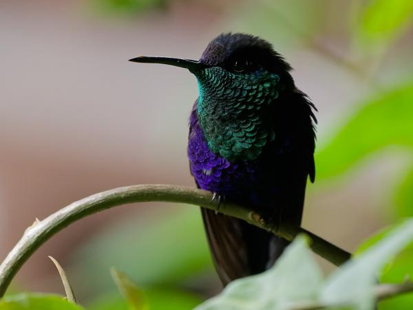 <h3><a href="/trips/costa-rica/biota/animalia/chordata/aves/033 apodiformes/004 trochilidae/thalurania colombica/thalurania colombica-nl.html">Thalurania&nbsp;colombica</a> / Crowned&nbsp;woodnymph / Kroonbosnimf</h3>OM-1 Mark II met OLYMPUS M.150-400mm F4.5, 1/2000 sec  bij F4.5, ISO 8000, afstand 2.22&nbsp;m